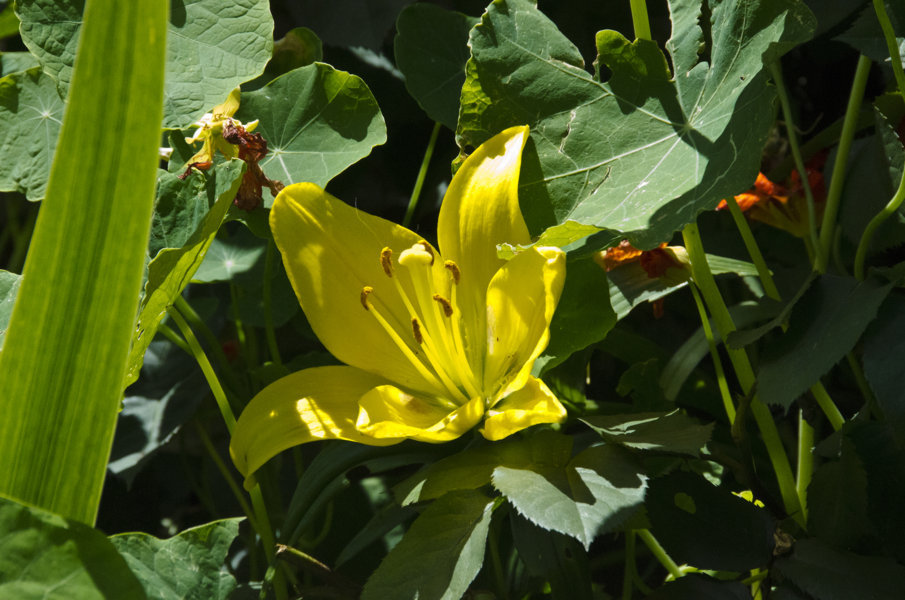 Flor amarilla - Gistain - Huesca - Aragón - España